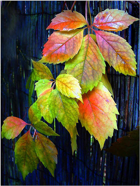 Herbstlaub......