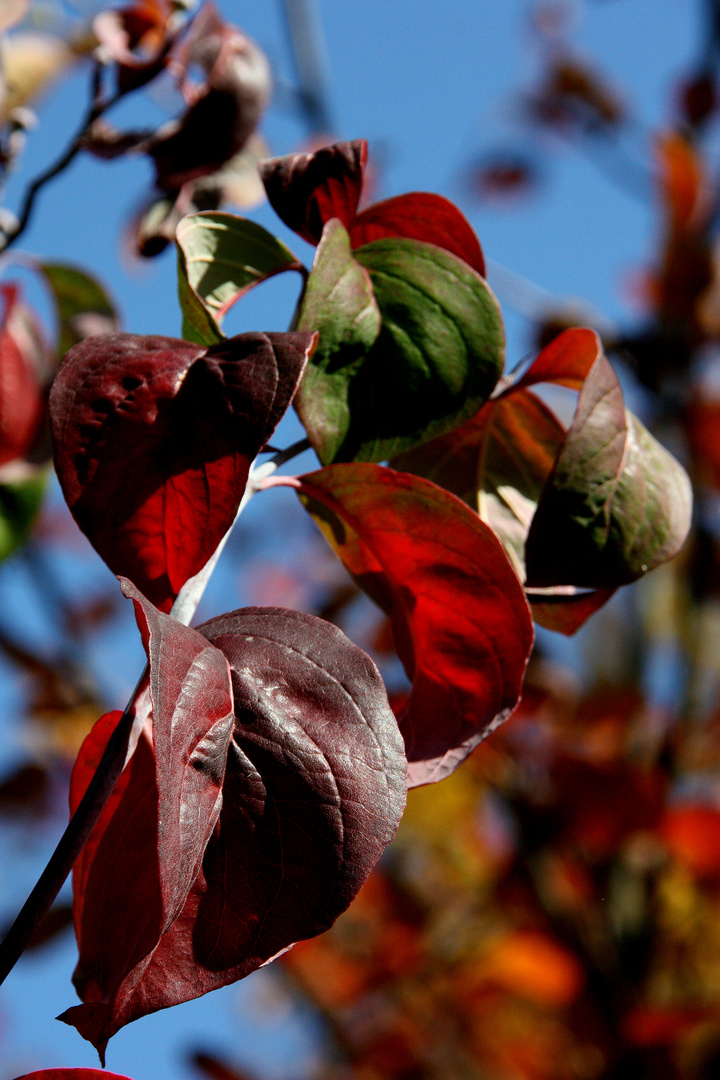 Herbstlaub