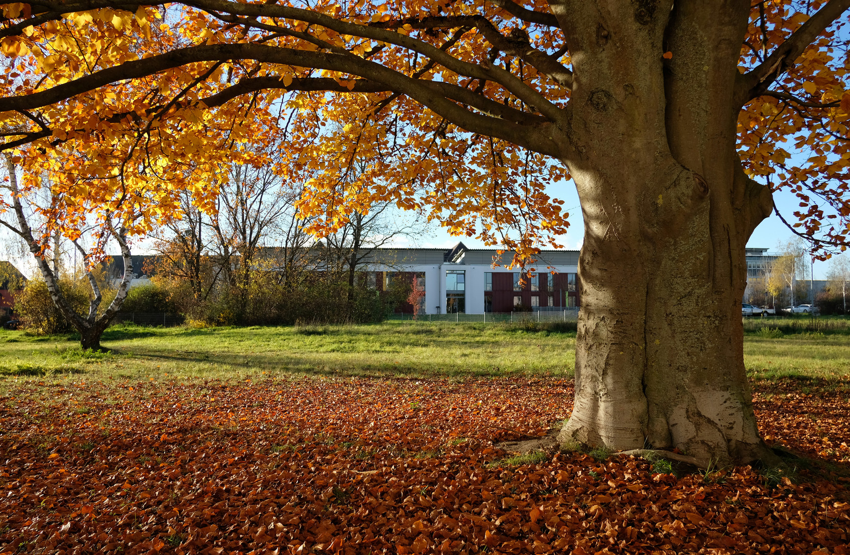 Herbstlaub