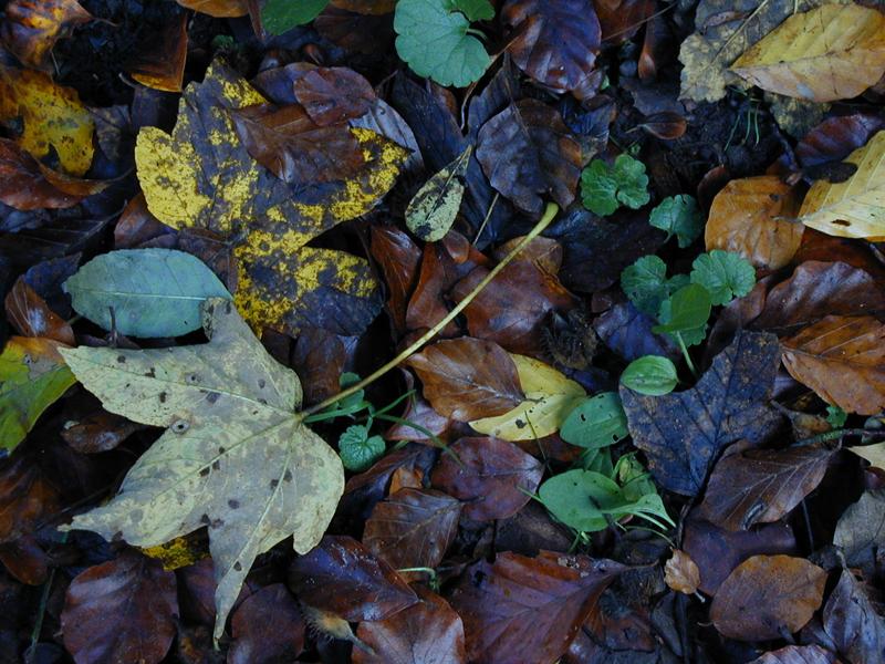 Herbstlaub von Michael Frerking