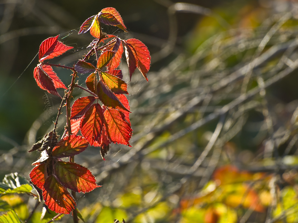 Herbstlaub