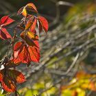 Herbstlaub