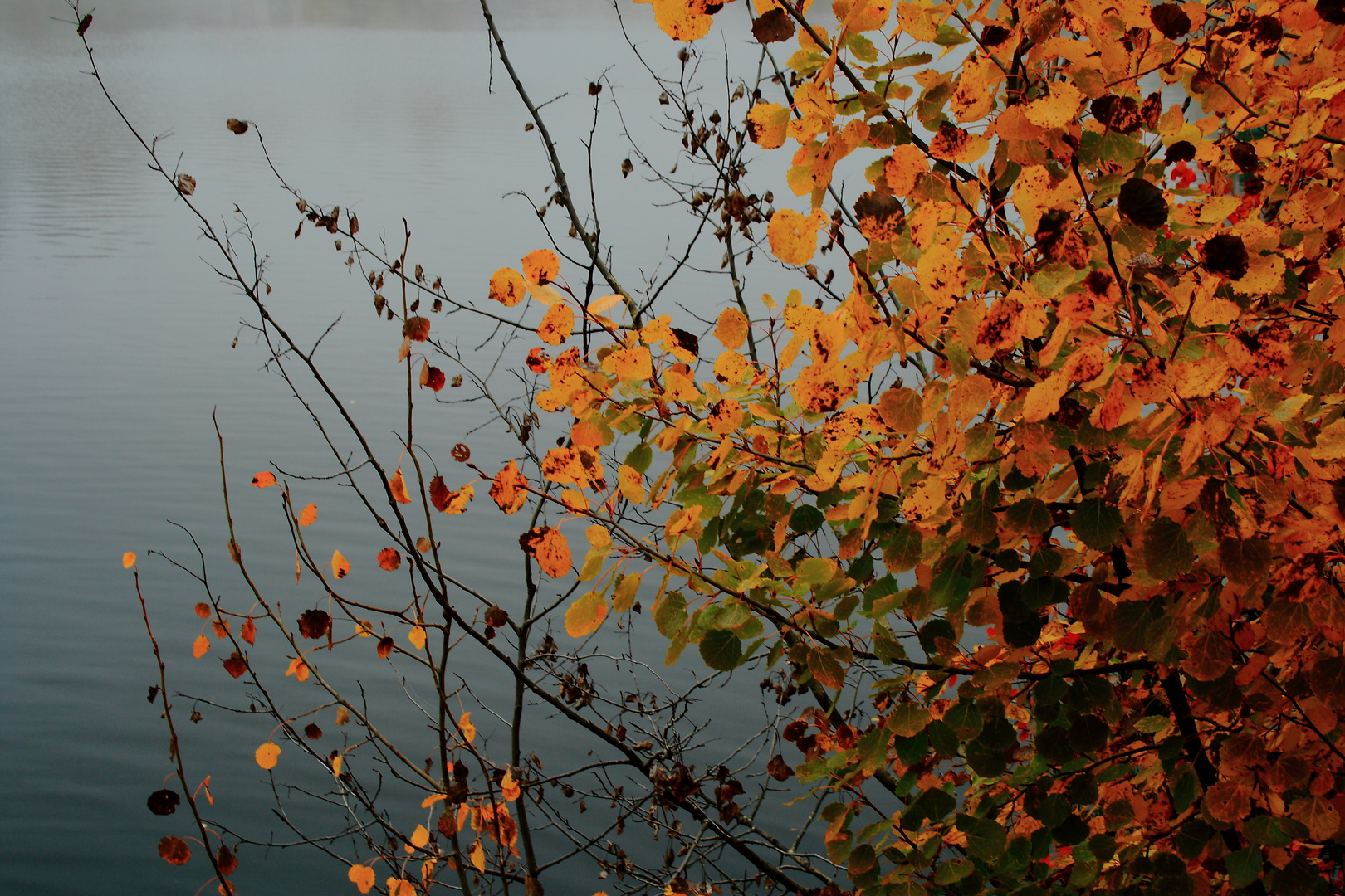 Herbstlaub