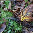 Herbstlaub