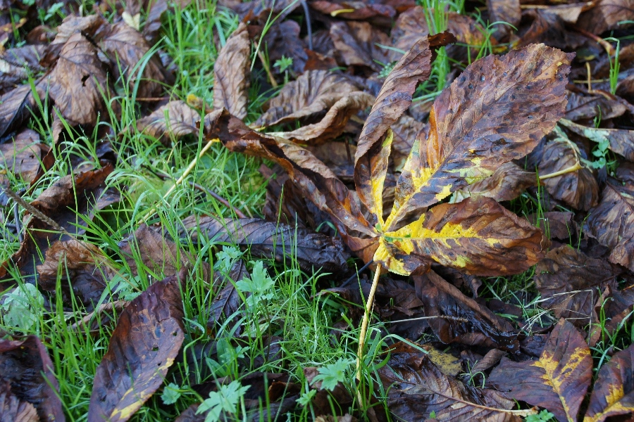 Herbstlaub