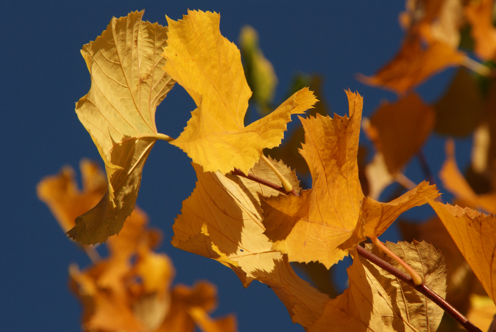 Herbstlaub