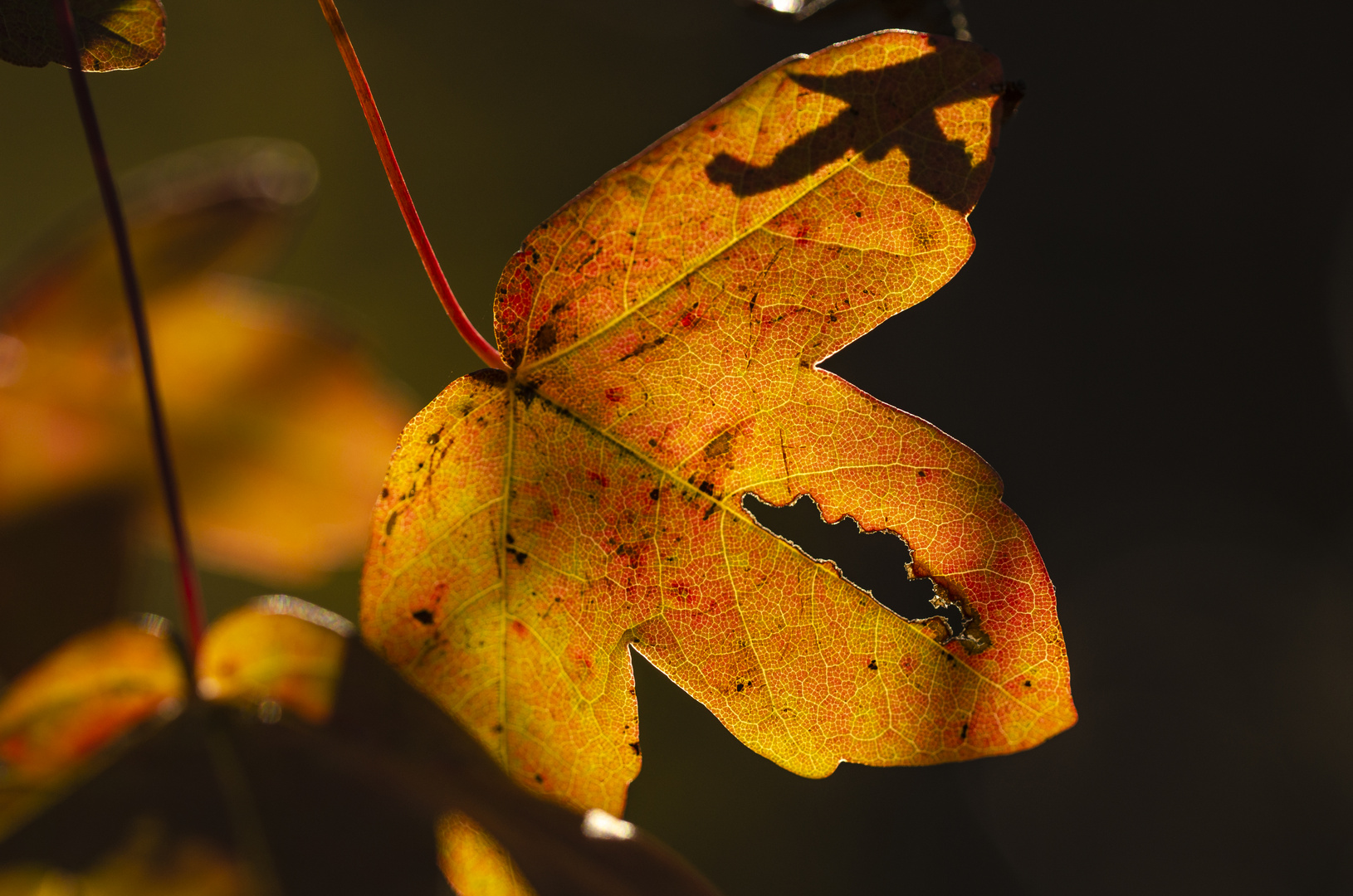 Herbstlaub