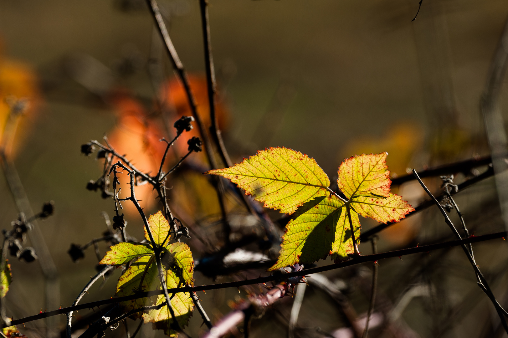 Herbstlaub