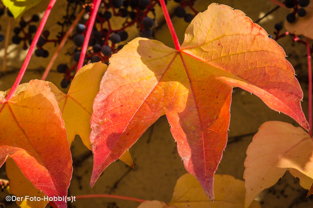 Herbstlaub