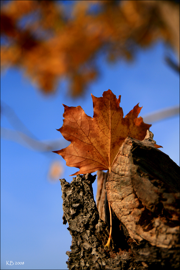 Herbstlaub