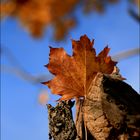 Herbstlaub