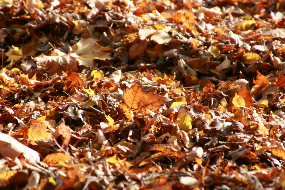 Herbstlaub