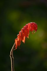 Herbstlaub