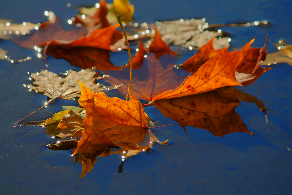 Herbstlaub