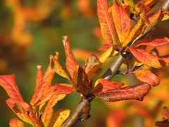 Herbstlaub