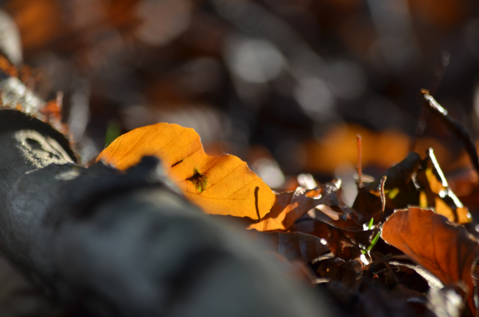 Herbstlaub