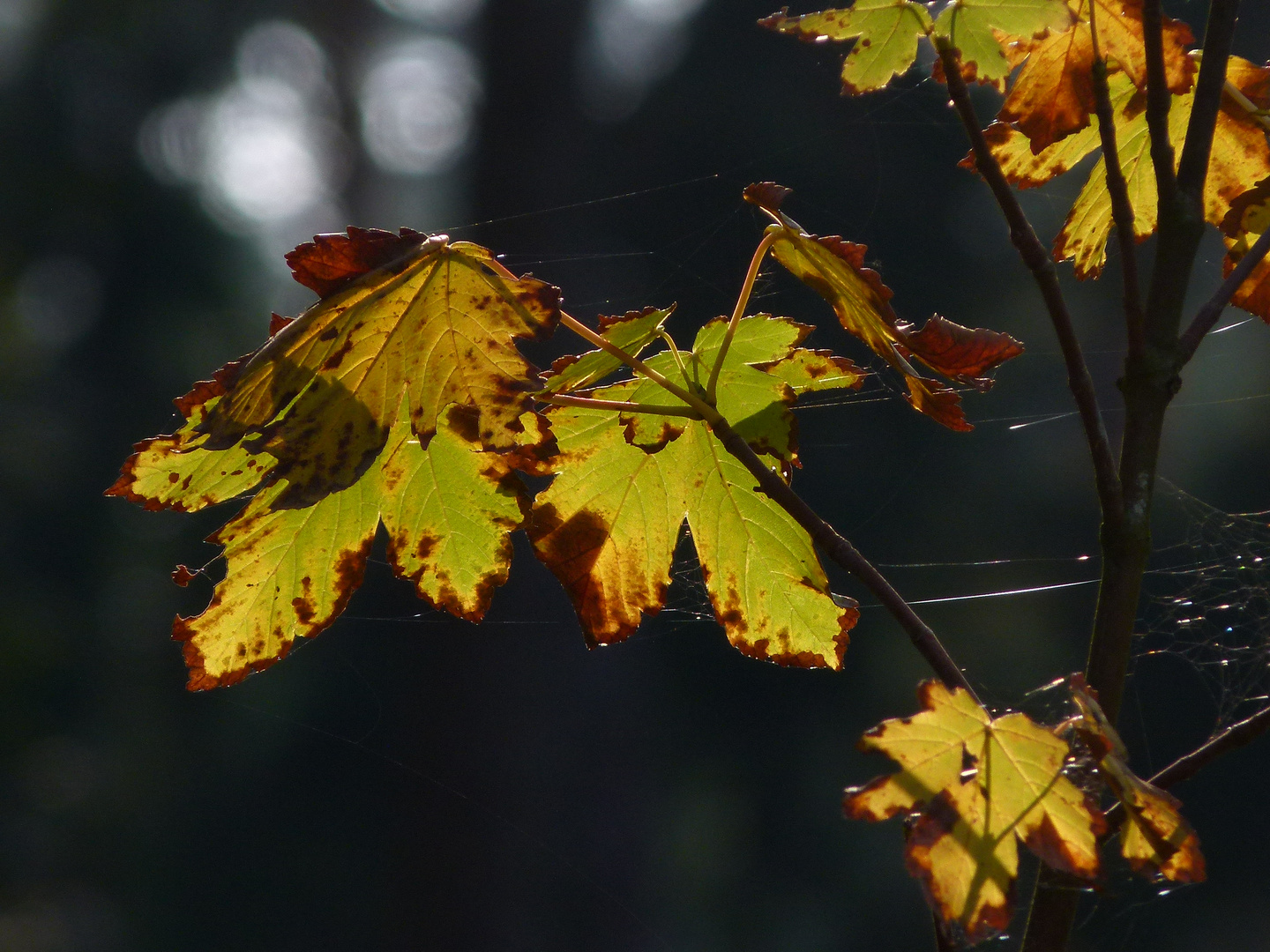 Herbstlaub