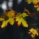 Herbstlaub