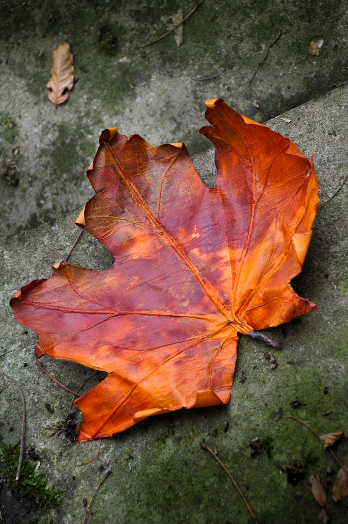 Herbstlaub