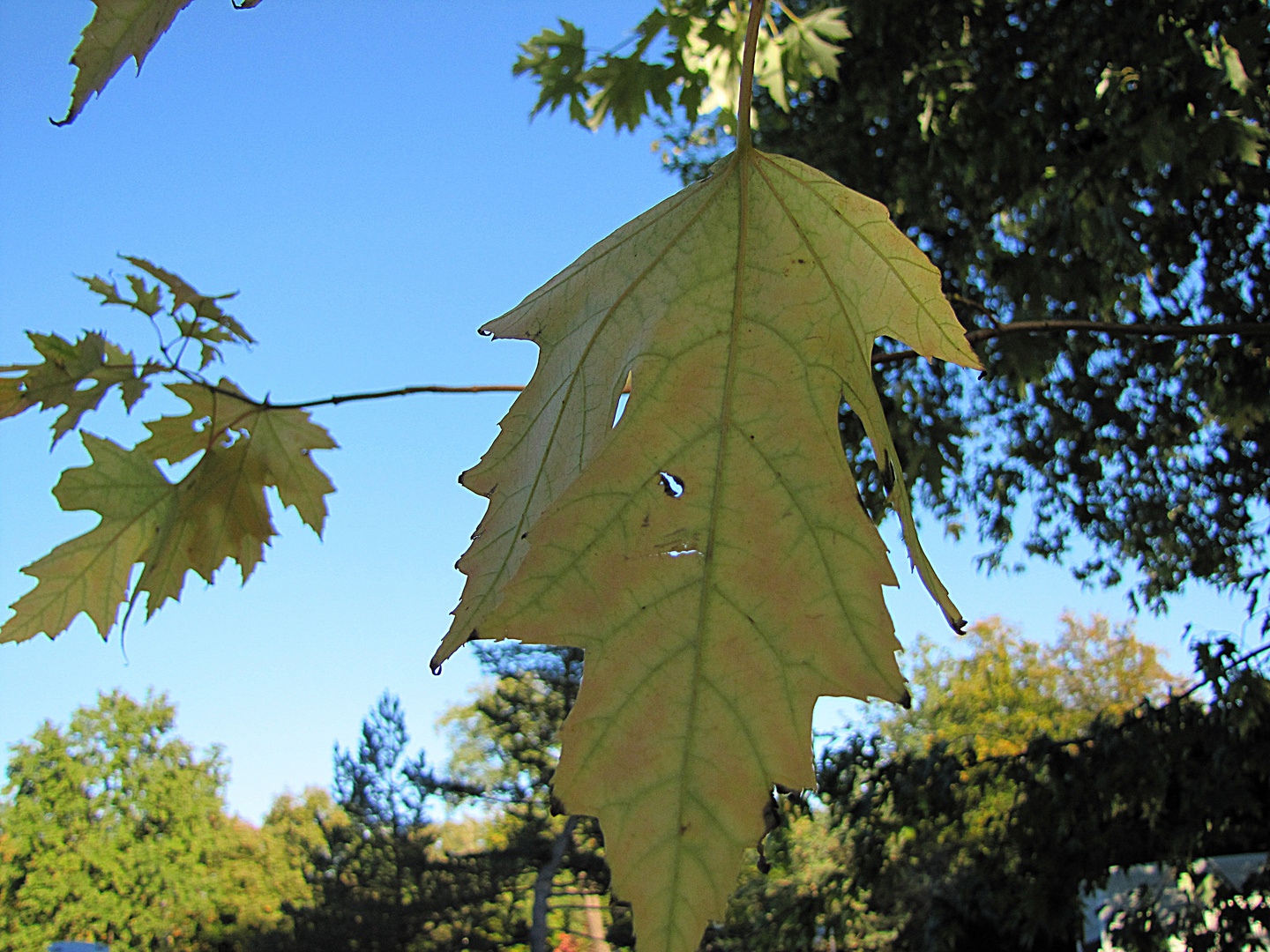 Herbstlaub