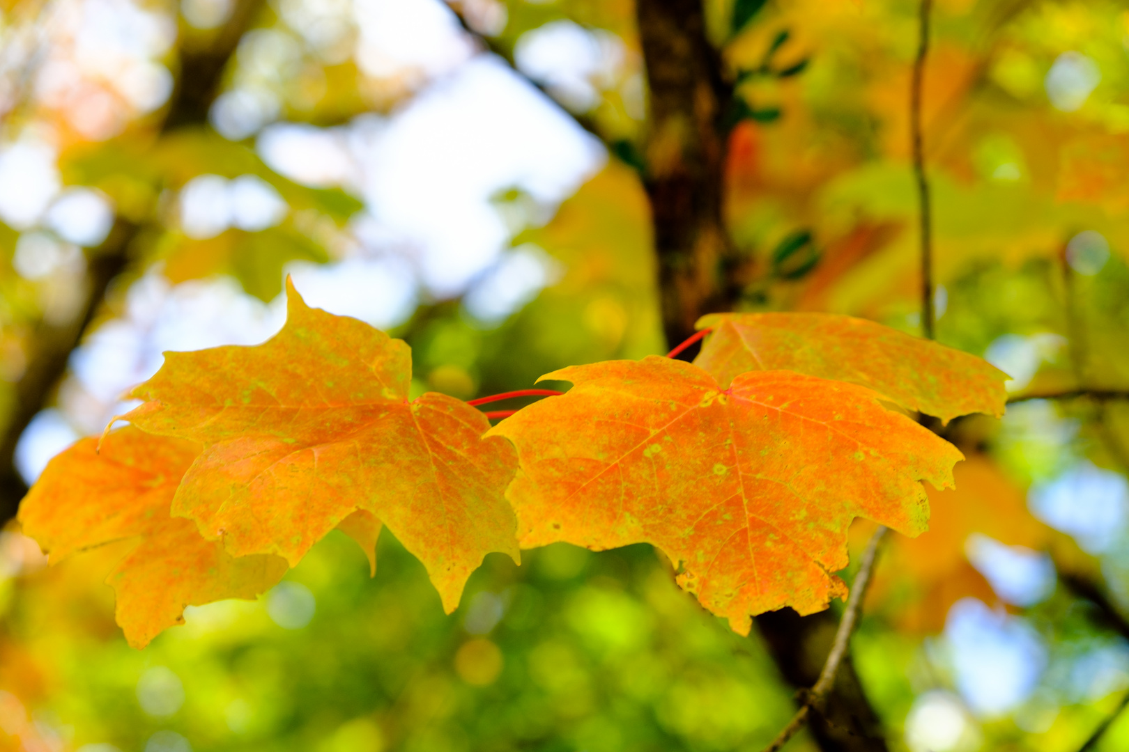 Herbstlaub