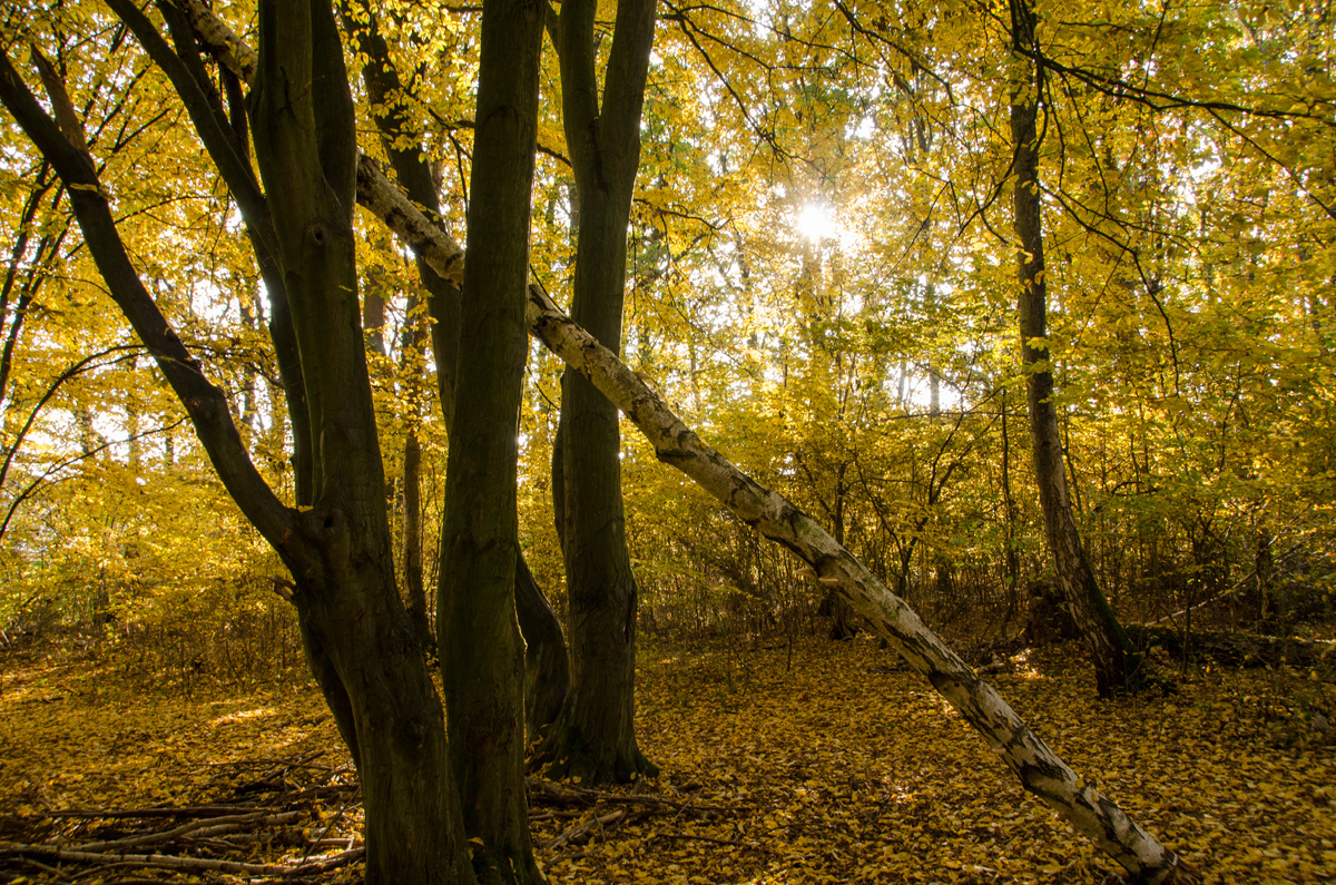 Herbstlaub