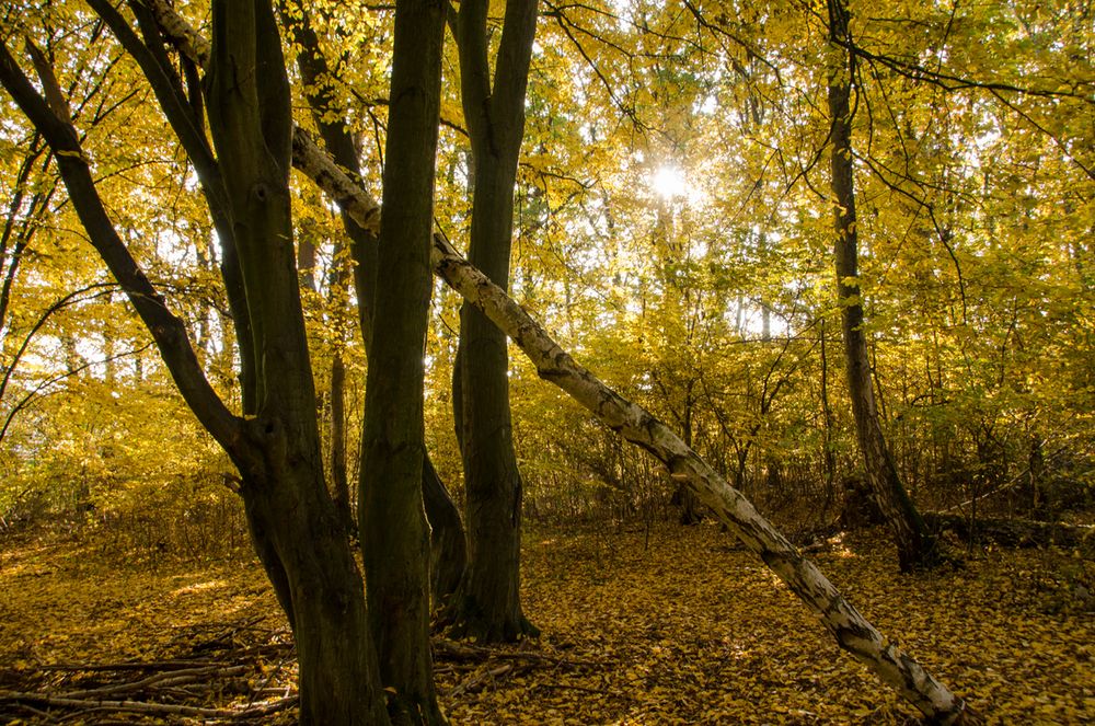 Herbstlaub