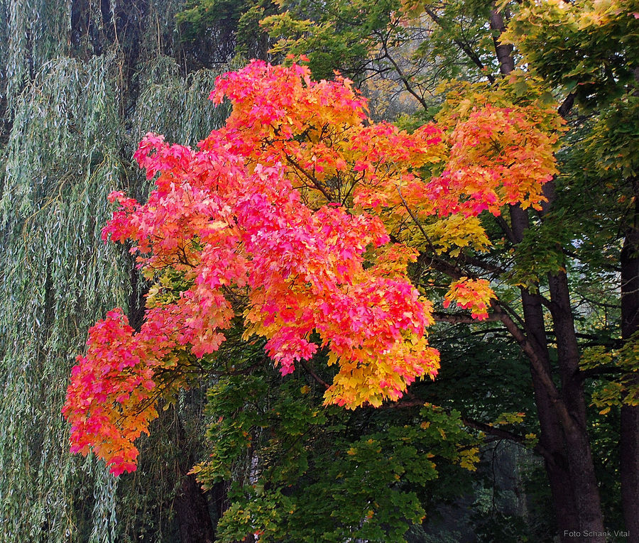 Herbstlaub