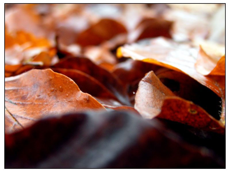 Herbstlaub