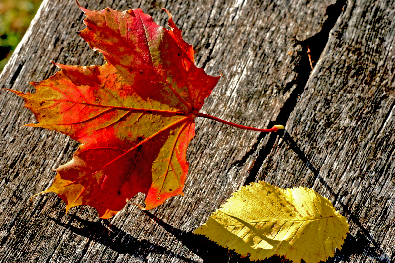 Herbstlaub