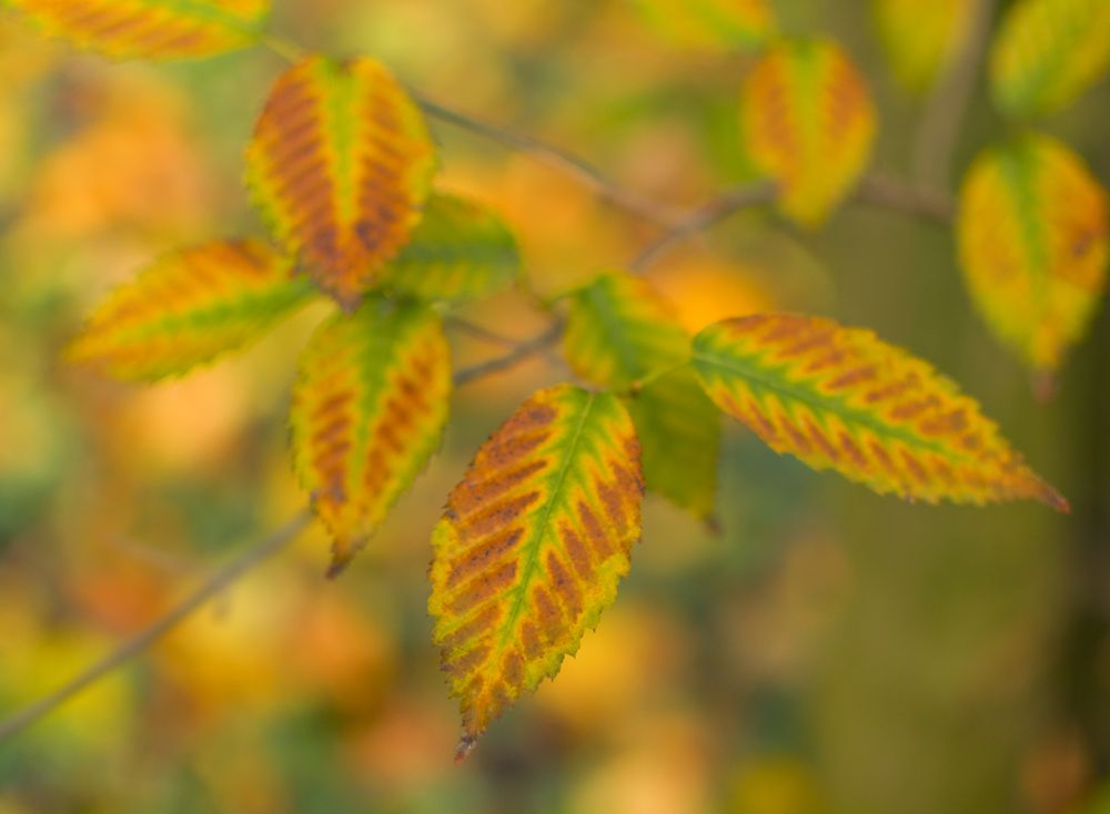 Herbstlaub