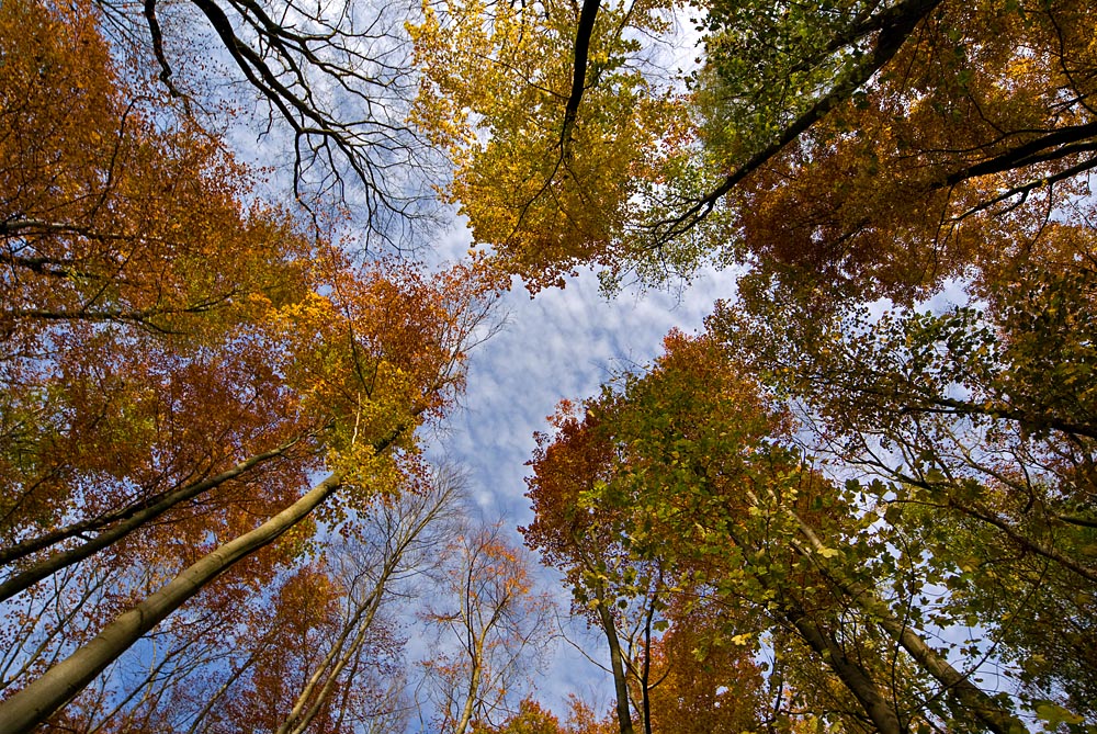 Herbstlaub