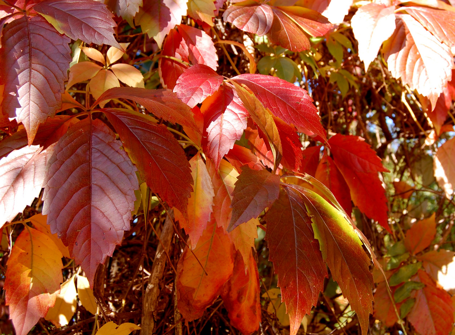 Herbstlaub