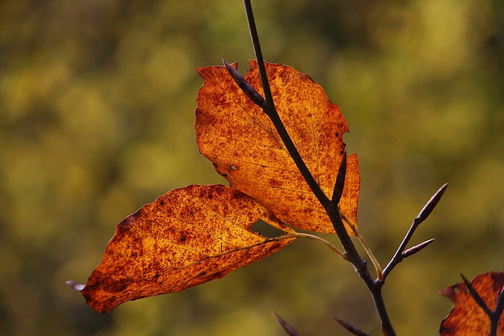 Herbstlaub