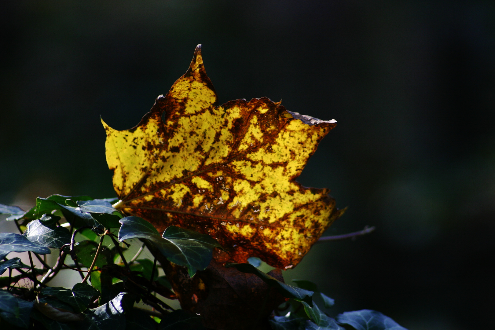 Herbstlaub