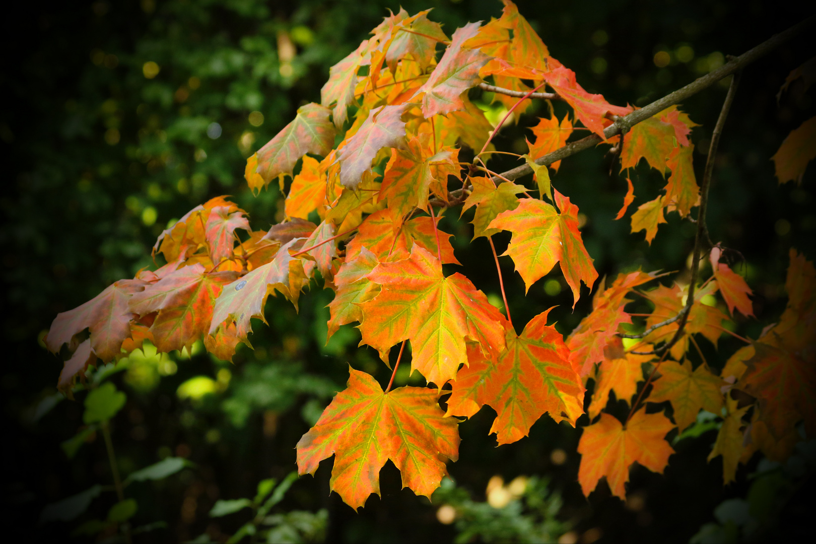 Herbstlaub - Ahorn