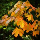 Herbstlaub - Ahorn