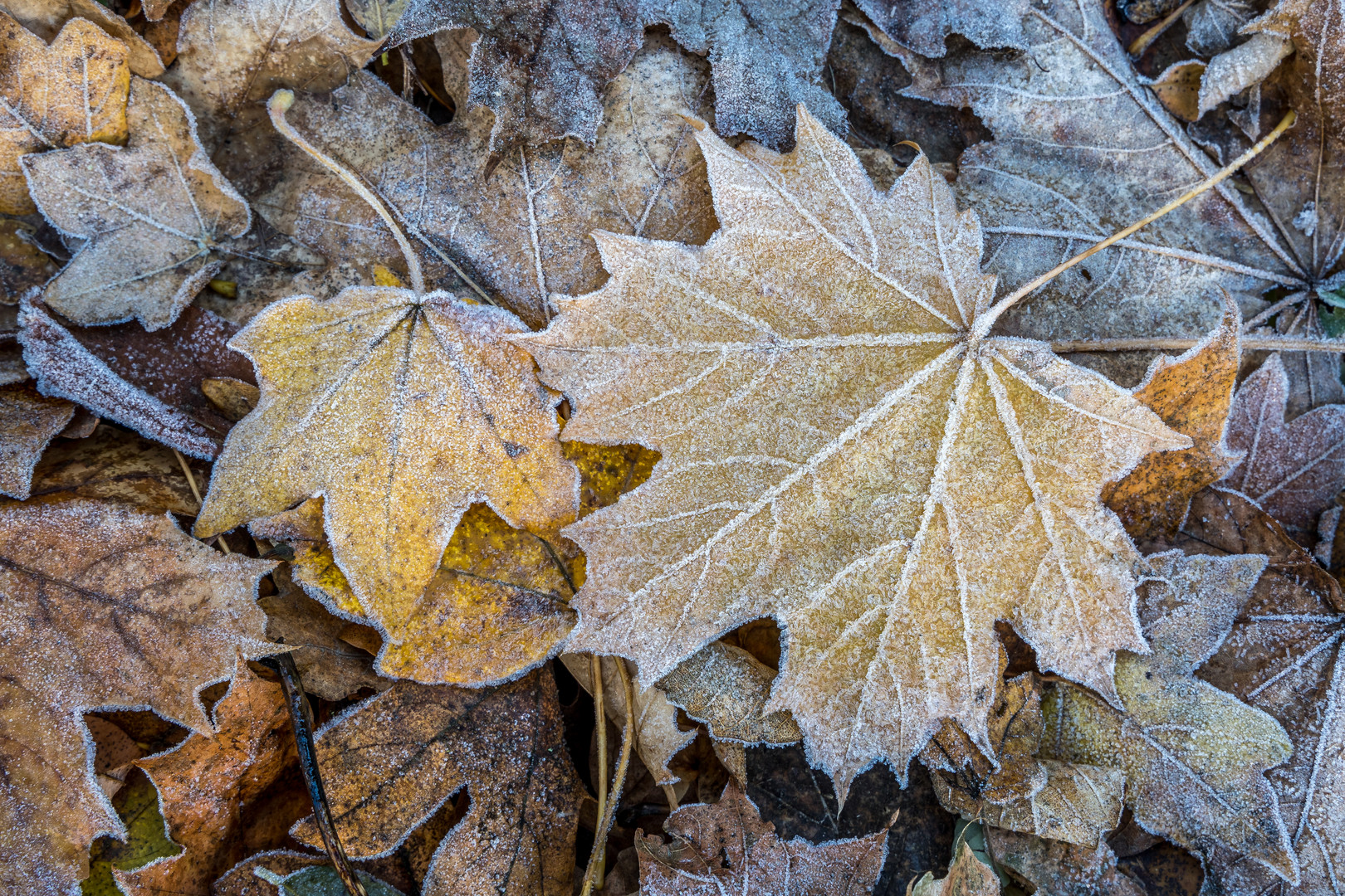 Herbstlaub - Ahornblätter