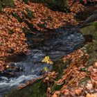 Herbstlaub am Bachlauf