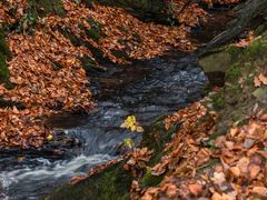 Herbstlaub am Bachlauf