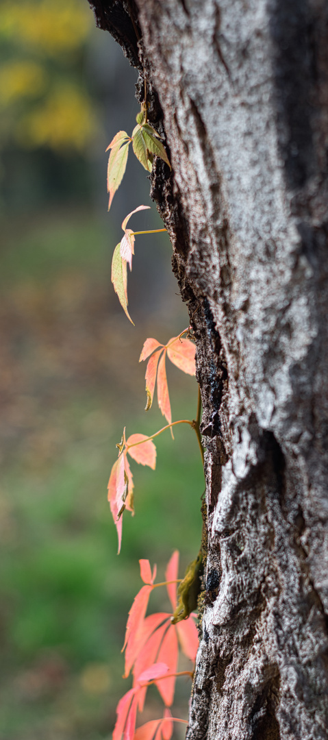 Herbstlaub am Baum 1