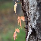 Herbstlaub am Baum 1