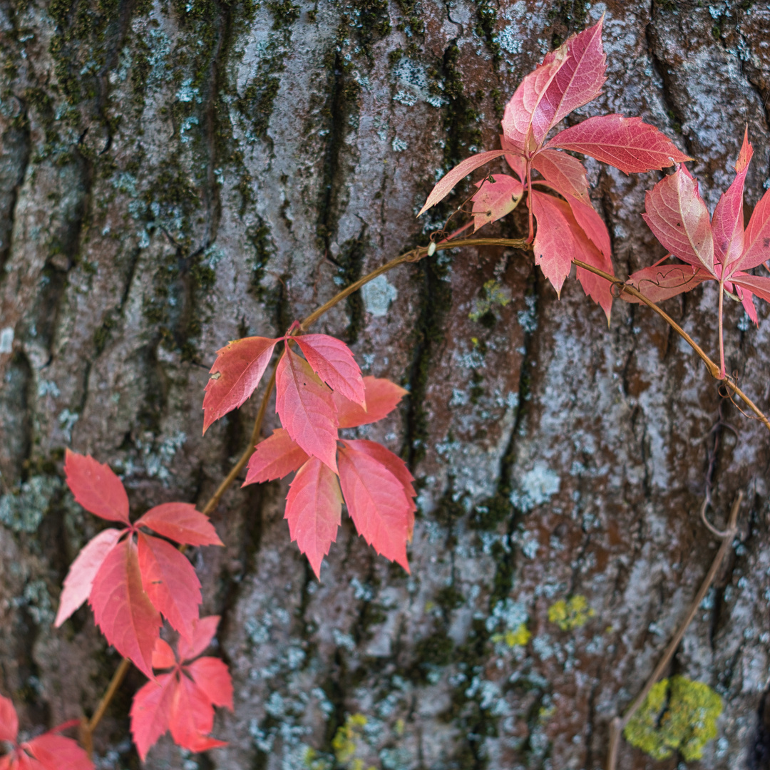 Herbstlaub am Baum 2