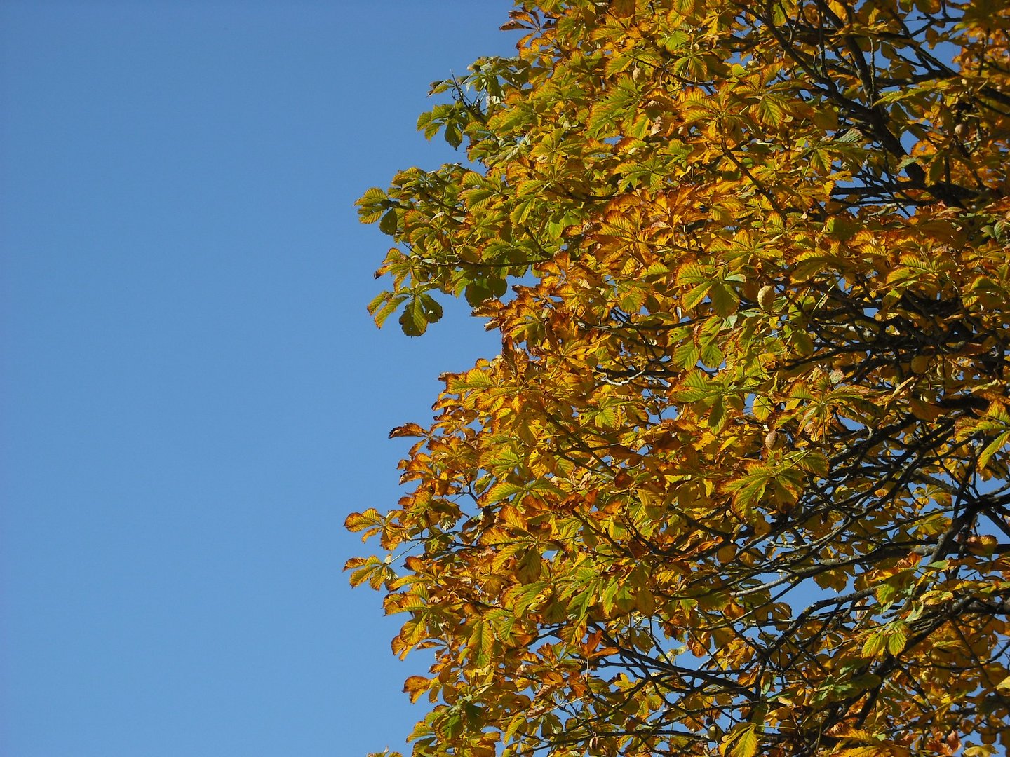 Herbstlaub am blauen Himmel