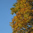 Herbstlaub am blauen Himmel