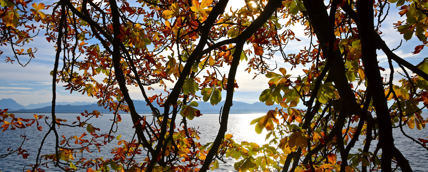 Herbstlaub am Bodensee