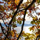 Herbstlaub am Bodensee