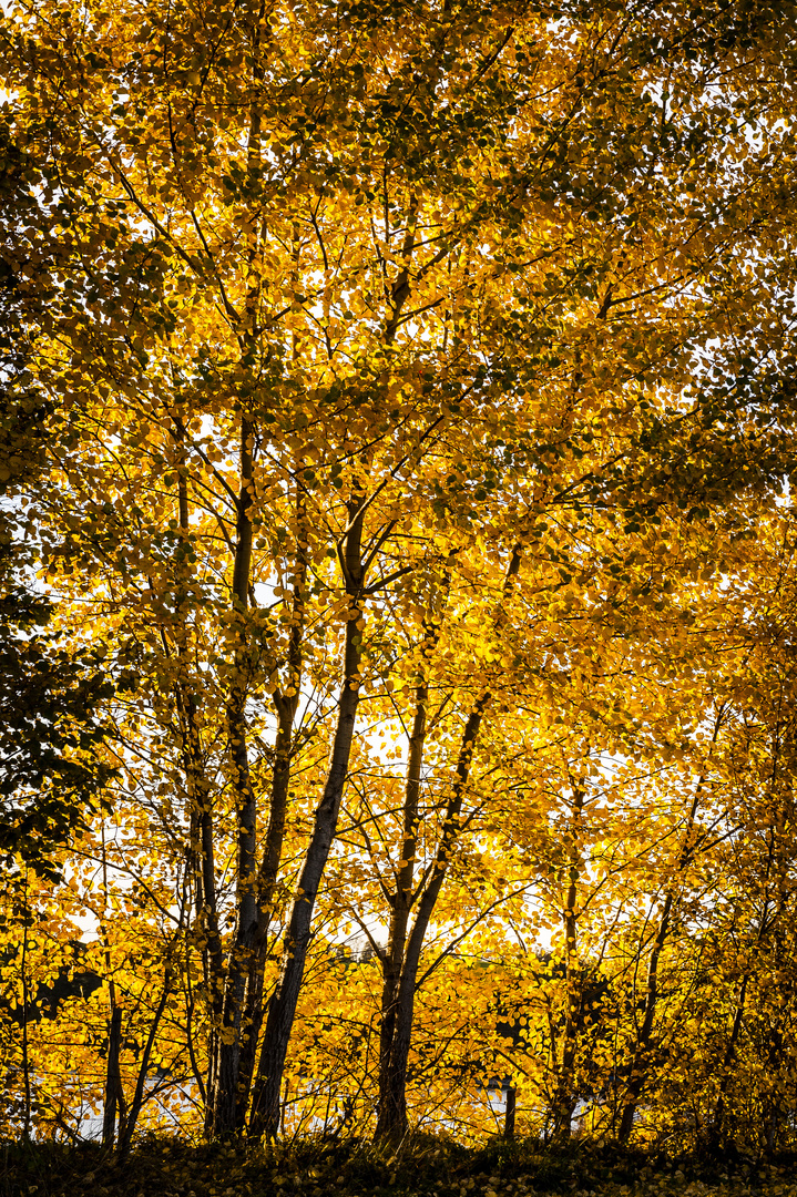 Herbstlaub am Forggensee