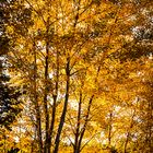 Herbstlaub am Forggensee