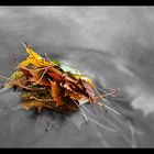 Herbstlaub am Möhnesee